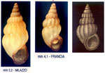 Rissoa lia