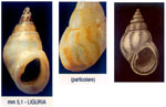 Rissoa monodonta