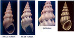 Rissoa paradoxa