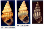 Rissoa similis