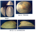 Copulabyssia corrugata
