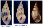 Rissoa ventricosa