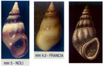 Rissoa violacea violacea