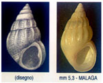 Rissoa violacea lilacina