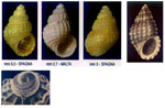 Alvania aartseni