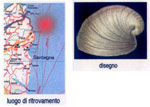 Pilus conicus