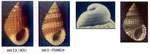Alvania cimex
