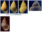 Alvania cimicoides