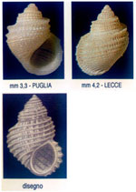 Alvania cingulata