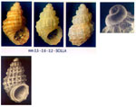 Alvania clathrella