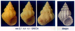 Alvania colossophilus