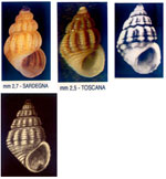 Alvania consociella