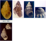 Alvania datchaensis