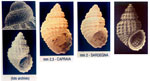 Alvania dianensis