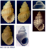 Alvania dictyophora