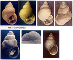 Alvania dipacoi
