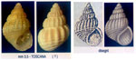 Alvania disparilis