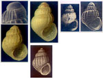 Alvania electa