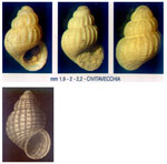 Alvania elegantissima