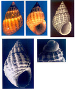Alvania elisae