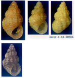 Alvania fractospira