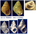 Alvania gagliniae