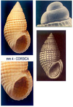 Alvania geryonia
