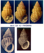 Alvania hispidula