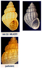 Alvania lanciae