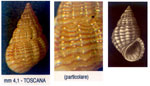 Alvania lineata