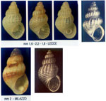 Alvania litoralis