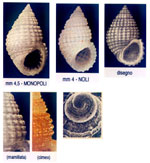 Alvania mamillata