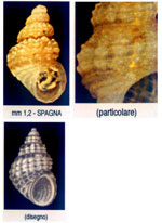 Alvania oranica