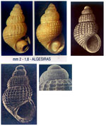 Alvania parvula