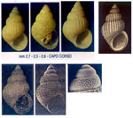 Alvania punctura