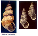 Alvania rudis