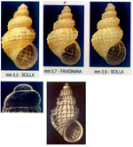 Alvania scabra