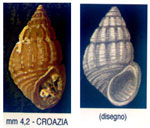 Alvania schwartziana