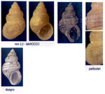 Alvania sculptilis