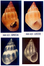 Alvania settepassi