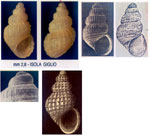 Alvania sororcula