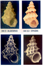 Alvania spinosa