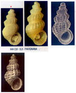 Alvania subareolata