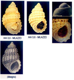 Alvania subcrenulata