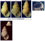 Alvania subsoluta