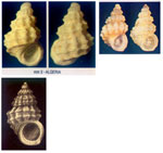 Alvania tessellata