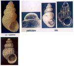 Alvania tomentosa