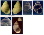 Alvania zylensis
