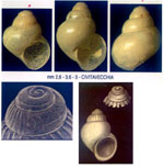 Benthonella tenella