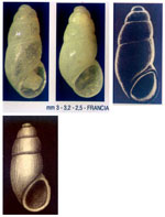 Bothryphallus epidauricus